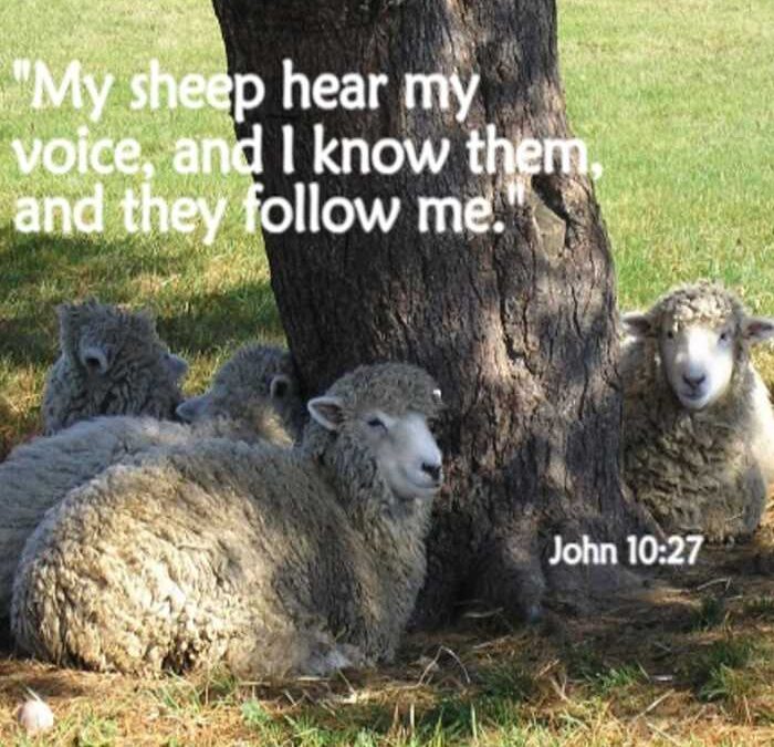 The Voice of the Shepherd